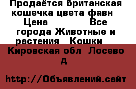 Продаётся британская кошечка цвета фавн › Цена ­ 10 000 - Все города Животные и растения » Кошки   . Кировская обл.,Лосево д.